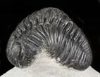 Pedinopariops Trilobite - Mrakib, Morocco #45967-2